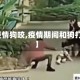 【疫情狗咬,疫情期间和狗打架】
