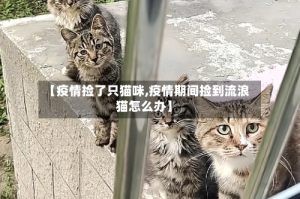 【疫情捡了只猫咪,疫情期间捡到流浪猫怎么办】