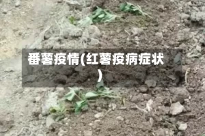 番薯疫情(红薯疫病症状)