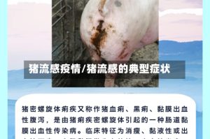 猪流感疫情/猪流感的典型症状