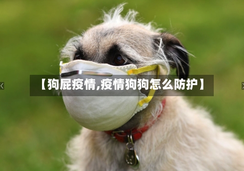 【狗屁疫情,疫情狗狗怎么防护】-第3张图片