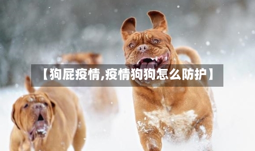 【狗屁疫情,疫情狗狗怎么防护】-第1张图片