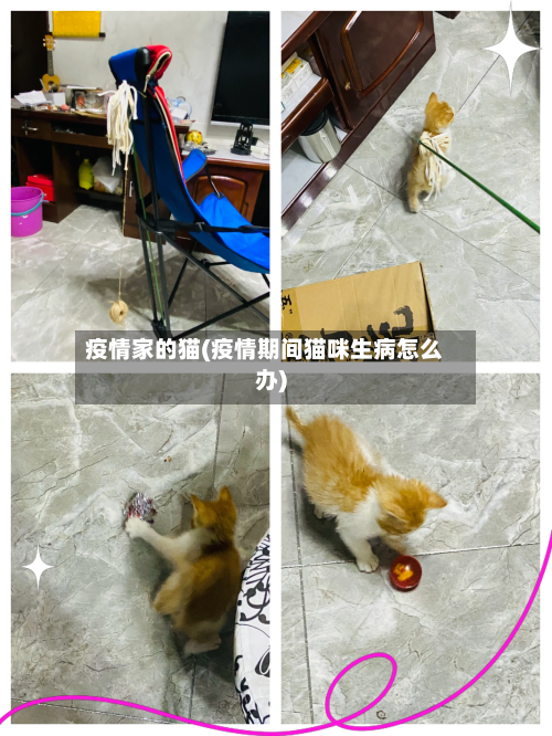 疫情家的猫(疫情期间猫咪生病怎么办)-第1张图片