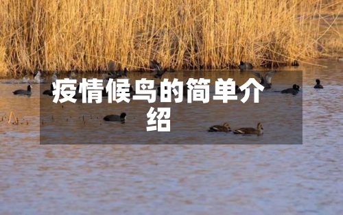 疫情候鸟的简单介绍-第1张图片