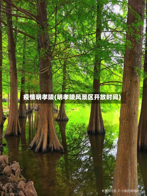 疫情明孝陵(明孝陵风景区开放时间)-第2张图片