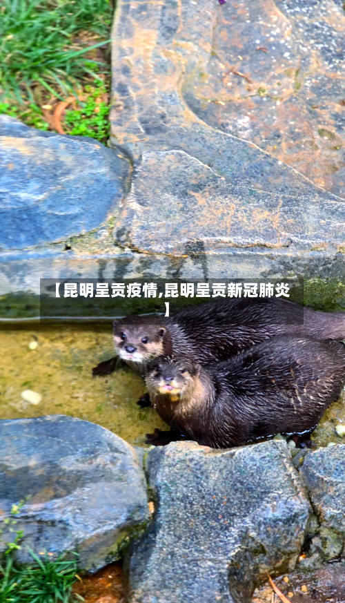 【昆明呈贡疫情,昆明呈贡新冠肺炎】-第2张图片