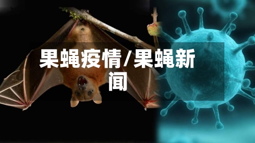 果蝇疫情/果蝇新闻-第1张图片