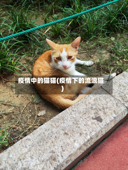 疫情中的猫猫(疫情下的流浪猫)-第1张图片